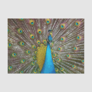 Regal Peacock Bird with Teal and Gold Plumage Tissue Paper