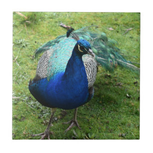 Regal Peacock Power  Ceramic Tile
