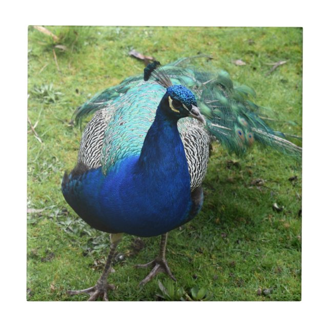 Regal Peacock Power  Ceramic Tile (Front)