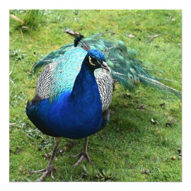 Regal Peacock Power Photo Print (Front)