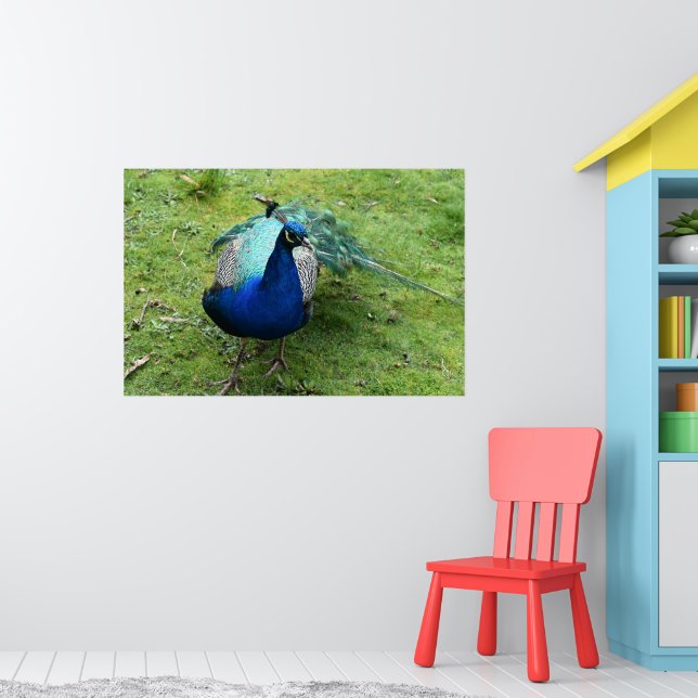 Regal Peacock Power  Poster (Nursery 1)