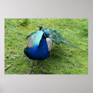 Regal Peacock Power  Poster