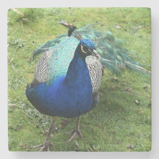 Regal Peacock Power  Stone Coaster (Front)