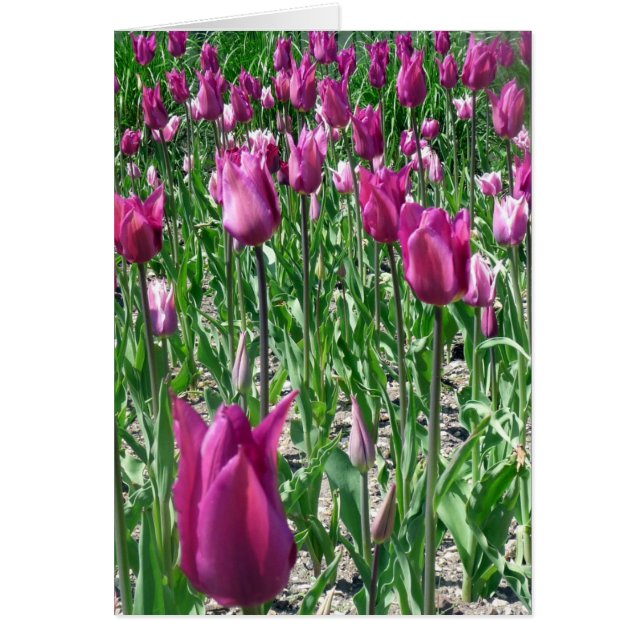 Regal Purple Tulips (Front)
