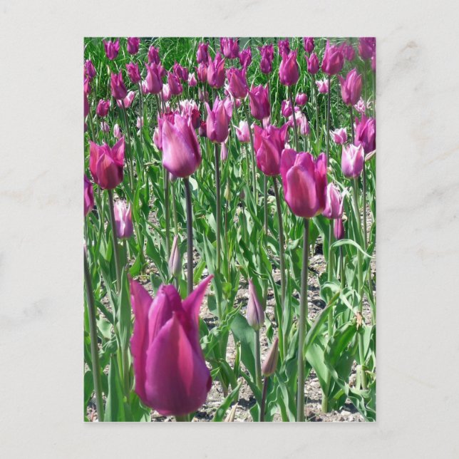 Regal Purple Tulips Postcard (Front)
