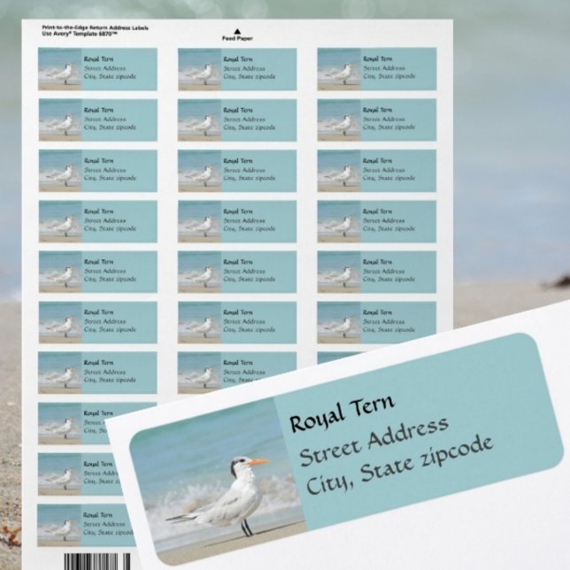 Regal Royal Tern Coastal Return Address labels (Creator Uploaded)