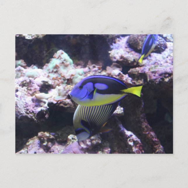 Regal Tang and Emperor Angelfish # 2 Postcard (Front)