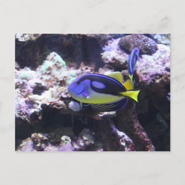 Regal Tang & Emperor Angelfish Postcard (Front)