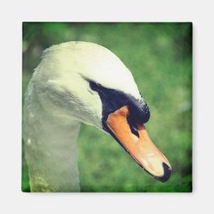 Regal White Swan Nature Photography Magnet