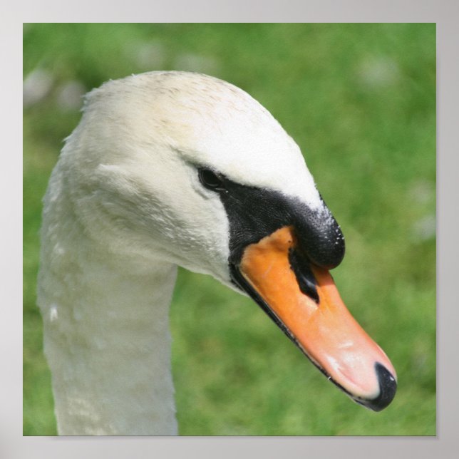 Regal White Swan Nature  Poster (Front)