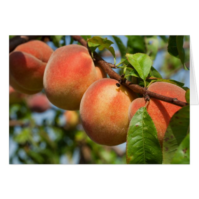 Reife Weingartenpfirsiche (Front Horizontal)