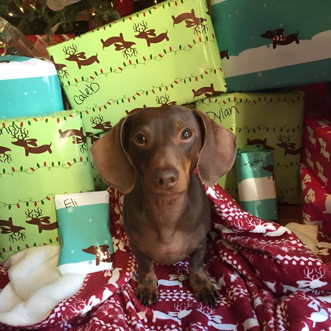 Reindeer Dachshund Christmas Gift Wrapping Paper (Dachshund Christmas gift wrap - dachshund masquerading as a reindeer.)