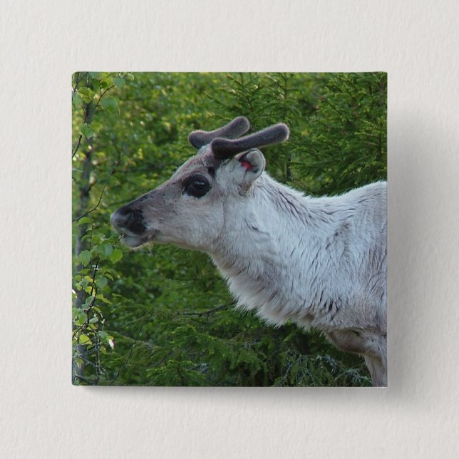 Reindeer in Lapland button (Front)