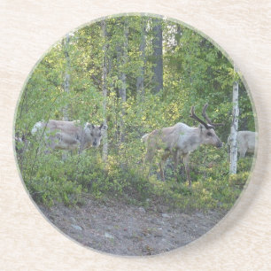 Reindeer in Lapland coaster