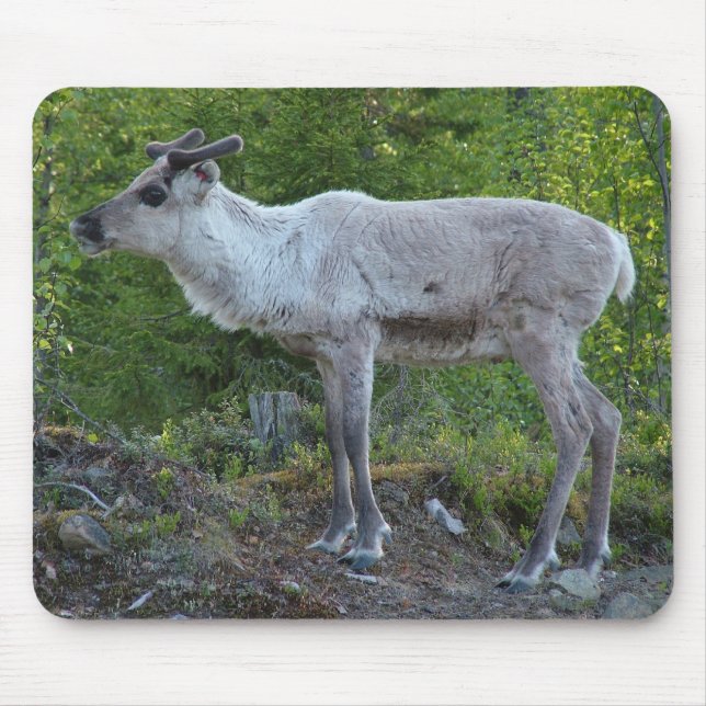 Reindeer in Lapland mousepad (Front)