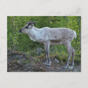 Reindeer in Lapland postcard
