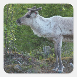 Reindeer in Lapland stickers