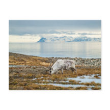 Reindeer in scenic arctic