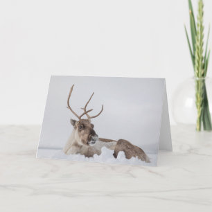 Reindeer in Snow Photo Card