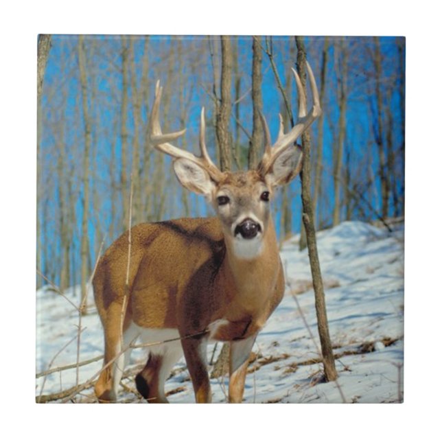 Reindeer In The Forest In The Snow Photo Ceramic Tile (Front)