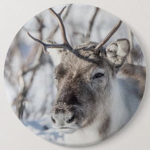 Reindeer Nature Photo 6 Cm Round Badge