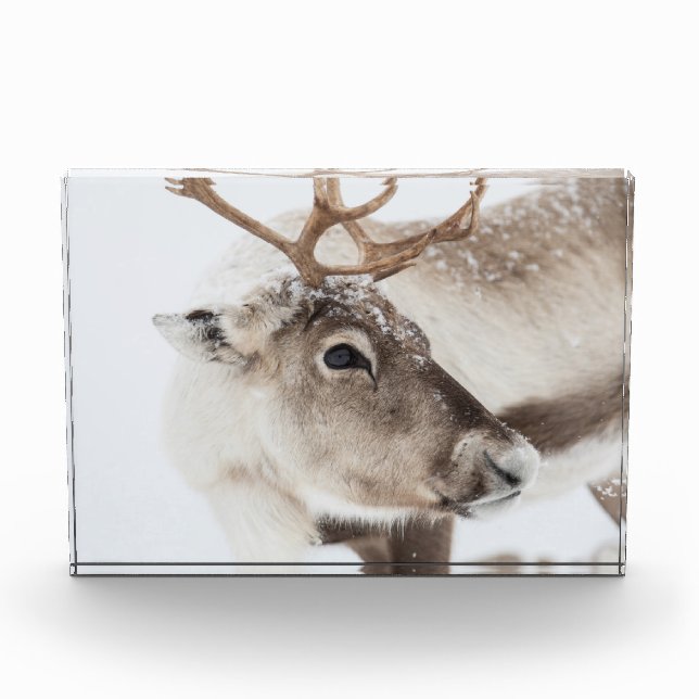 Reindeer Nature Photo Block (Front)
