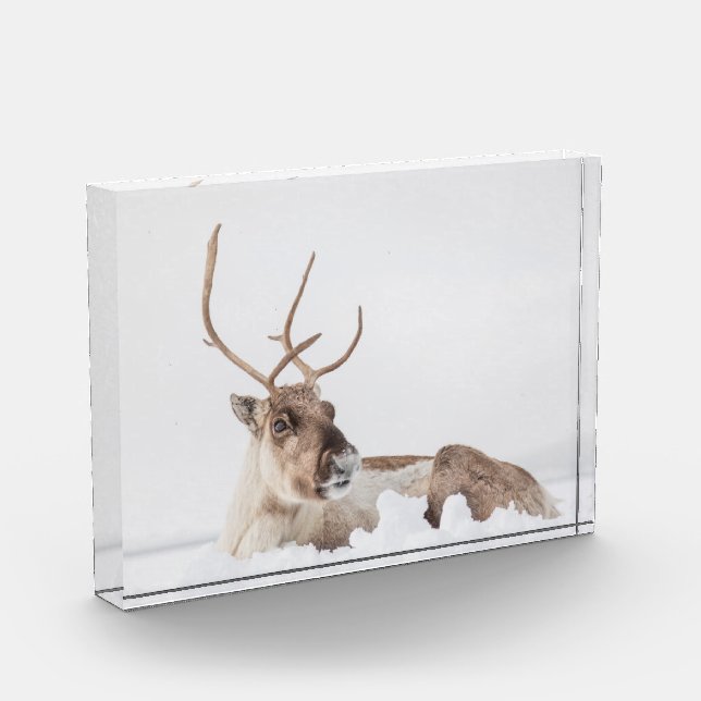 Reindeer Nature Photo Block (Left)