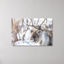 Reindeer Nature Photo