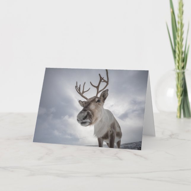 Reindeer Nature Photo Card (Front)