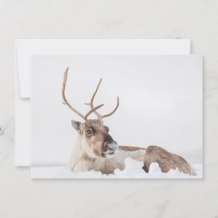 Reindeer Nature Photo Card