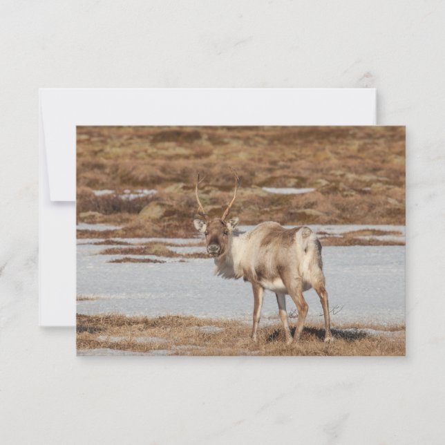 Reindeer Nature Photo Card (Front)