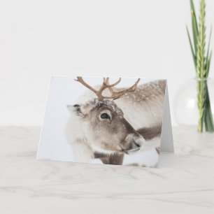 Reindeer Nature Photo Card