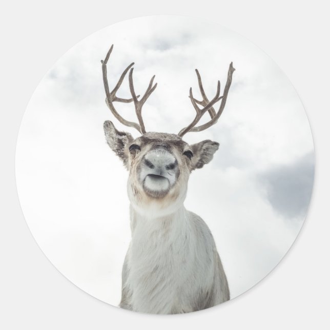 Reindeer Nature Photo Classic Round Sticker (Front)
