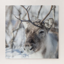Reindeer Nature Photo