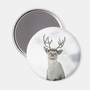 Reindeer Nature Photo Magnet