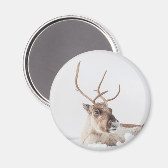 Reindeer Nature Photo Magnet (Front/Back)
