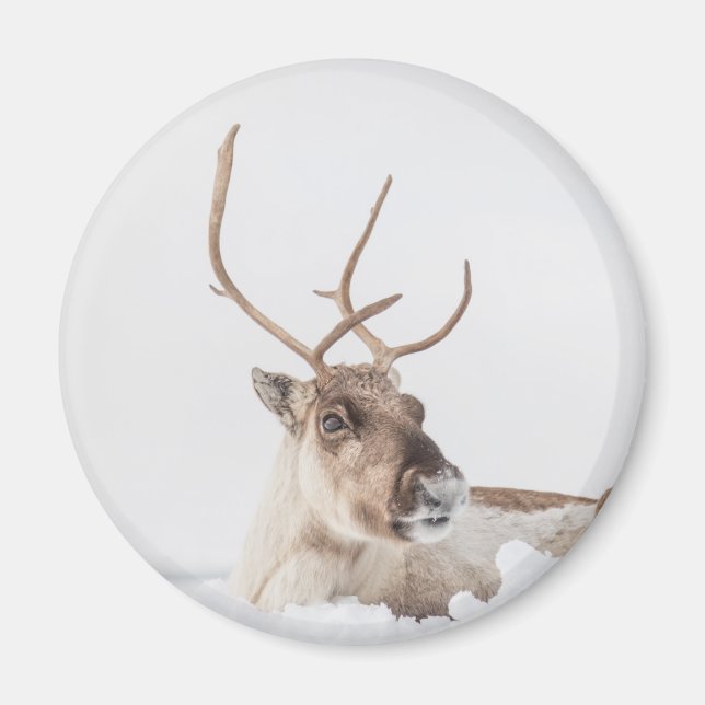 Reindeer Nature Photo Magnet (Front)