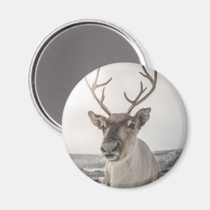 Reindeer Nature Photo Magnet