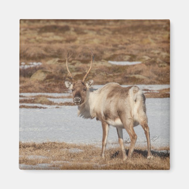 Reindeer Nature Photo Magnet (Front)