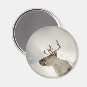 Reindeer Nature Photo Magnet