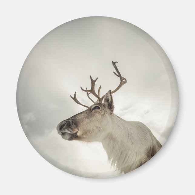 Reindeer Nature Photo Magnet (Front)