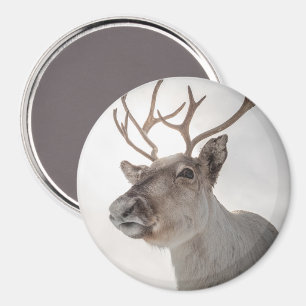 Reindeer Nature Photo Magnet