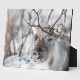 Reindeer Nature Photo Plaque