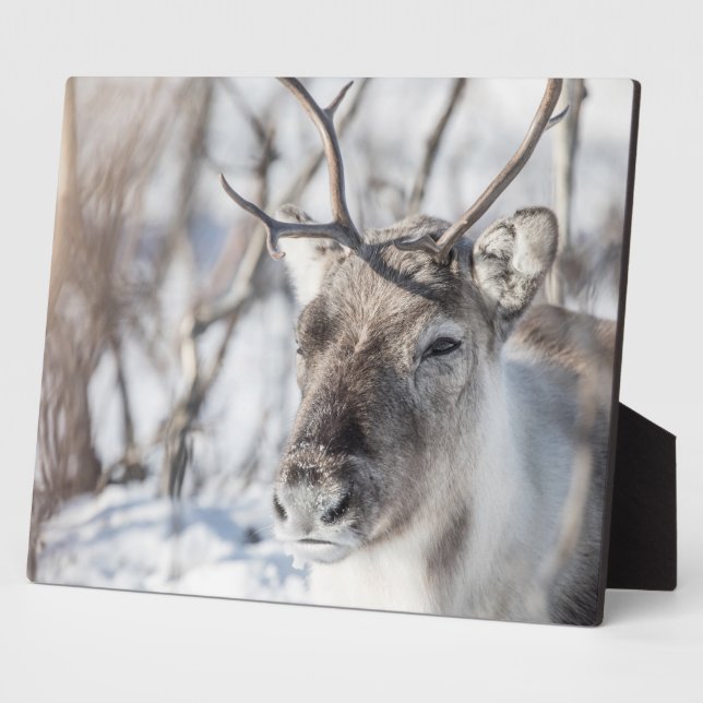Reindeer Nature Photo Plaque (Side)