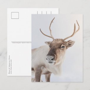 Reindeer Nature Photo Postcard
