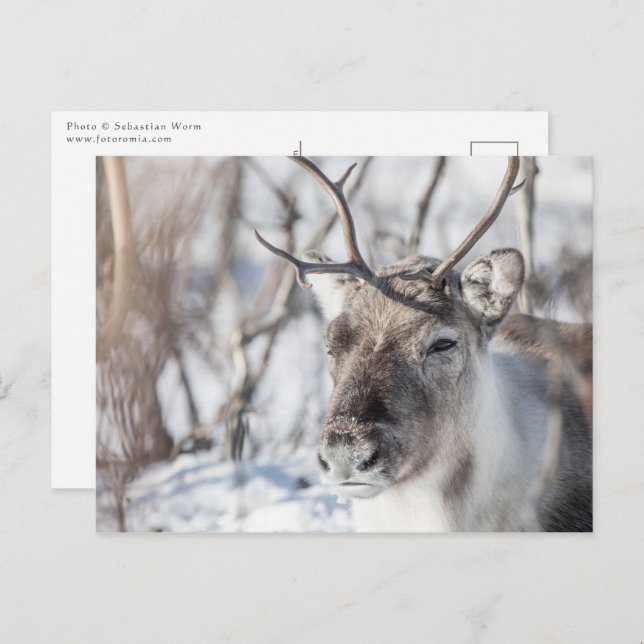 Reindeer Nature Photo Postcard (Front/Back)