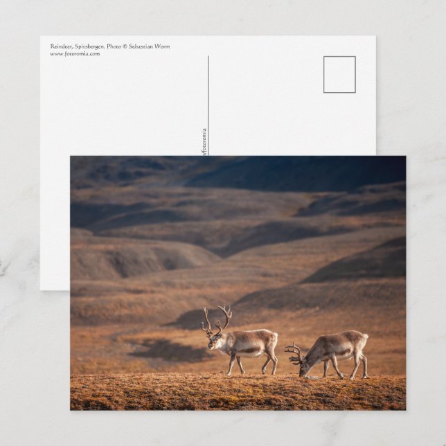 Reindeer Nature Photo Postcard (Front/Back)