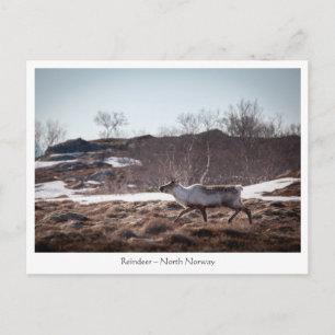 Reindeer Nature Photo Postcard
