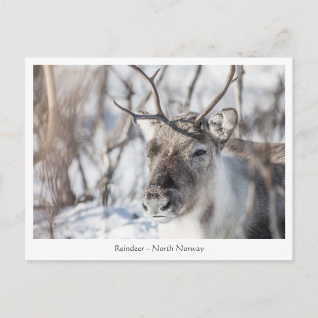 Reindeer Nature Photo Postcard (Front)