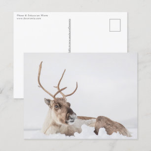 Reindeer Nature Photo Postcard